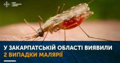 На Закарпатье обнаружили двух больных малярией - dsnews.ua - Конго