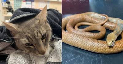 В Австралии кот спас свою семью от ядовитой змеи ценой собственной жизни