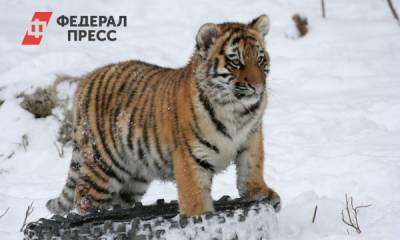 «Поющего» российского тигренка решили отправить на «Голос. Дети»