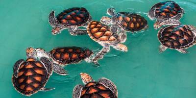 В США тысячи морских черепах удалось спасти от аномальных морозов