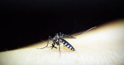 На Закарпатье зафиксировали случаи малярии