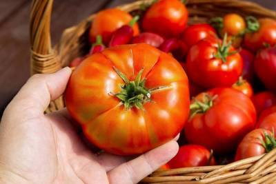 Самые неприхотливые сорта томатов с фото и описанием
