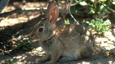 ВОЗ проверяет роль хорьковых барсуков и кроликов в распространении SARS-CoV-2