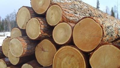 СБУ предотвратила контрабанду ценной древесины