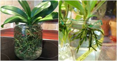 Самый эффективный и простой способ выращивания орхидеи в воде