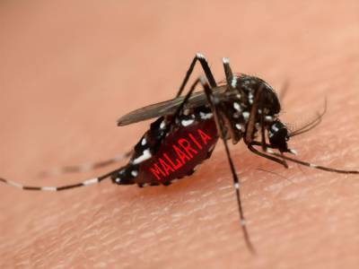 В Закарпатье у двух человек обнаружили малярию