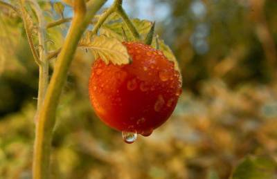 Какие 4 простых секрета помогут вам увеличить урожай томатов