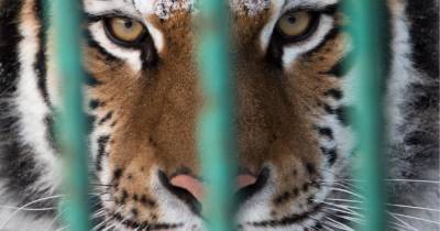 В Приморье задержали торговца частями краснокнижного амурского тигра