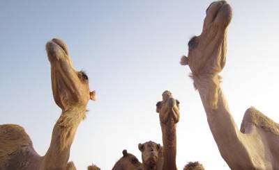 Al Jazeera (Катар): катарские ученые надеются на помощь верблюдов в лечении коронавируса