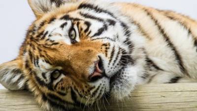 Любопытные тигрята «поиграли» с фотоловушкой в нацпарке Приморья