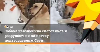 Собака невзлюбила снеговиков и разрушает их на потеху пользователям Сети
