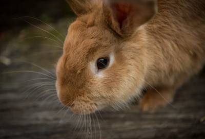 Эксперты ВОЗ выясняют причастность барсуков и кроликов к распространению коронавируса