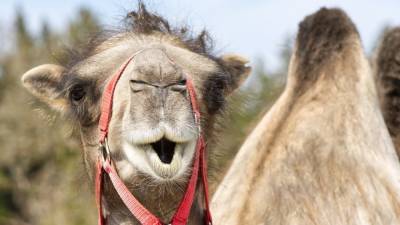 Al Jazeera: одногорбые верблюды могут помочь в лечении людей от COVID-19