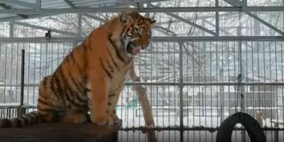 Тигр Шархан в Барнауле привлекает к себе внимание необычным пением - видео - ТЕЛЕГРАФ