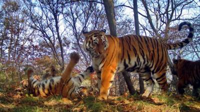 Тигрята из «Земли леопарда» в Приморье изрядно потрепали фотоловушку