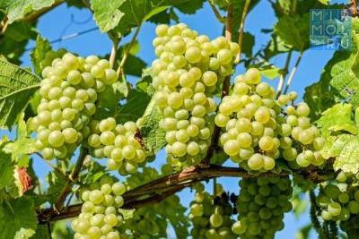 Абдулмуслим Абдулмуслимов - На поддержку виноградарей Дагестана в 2020 году направлено 355 млн рублей - mirmol.ru - респ. Дагестан