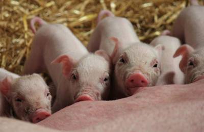 Свиноводы просят господдержку на идентификацию животных и маточное поголовье