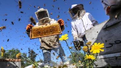 Дожужжались: власти поставили точку в конфликте фермеров и пчеловодов