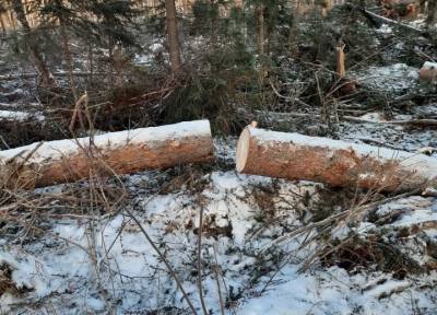Прокуратура запретила рубить деревья в памятнике природы «Челбак» вблизи Асино