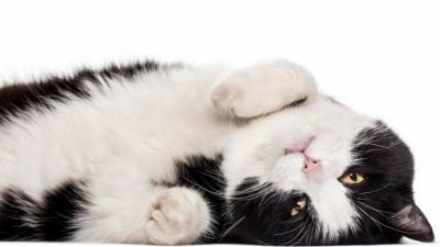 Видео: Обожающий баню кот Мурзик покорил интернет
