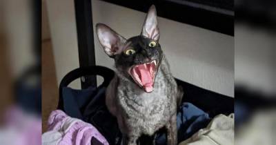 Экзорцист признал прославившегося в соцсетях кота демоном и призвал его хозяйку молиться