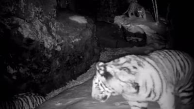 В Приморье полосатые хищники сыграли в тигробол.