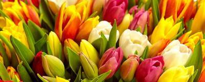 К 8 Марта на Кубани вырастили уникальные сорта тюльпанов