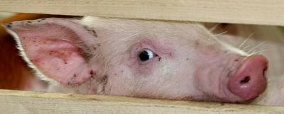 Из-за африканской чумы свиней в Коми уничтожат более 900 животных