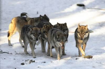Жителей Тихвина предупредили о волках в окрестностях города