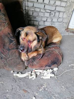 Избитому нелюдями псу Боцману помогут всем миром