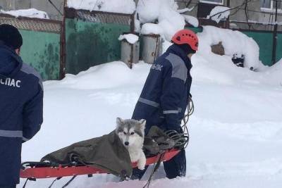 Кубанские спасатели помогли застрявшей в снегу собаке