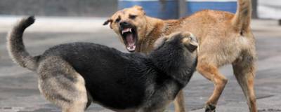 Астраханские депутаты хотят усыплять агрессивных бездомных собак