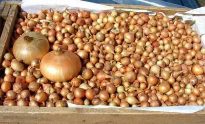 Тюменцам-огородникам советуют покупать лук севок в феврале