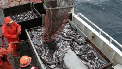 Ограничения Китая вынуждают российский рыбный бизнес искать новые рынки сбыта