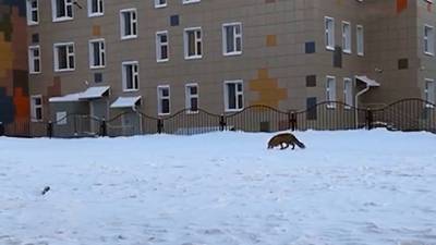 На территории новосибирского детского сада гуляет лисица