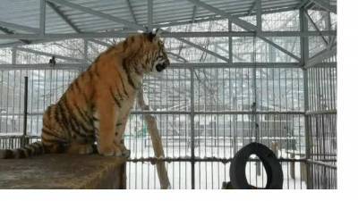 “Поющего” тигренка из Барнаульского зоопарка сняли на видео