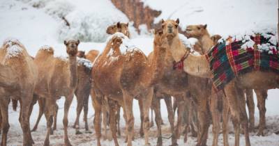 Верблюды в шоке: в Саудовской Аравии повалил снег