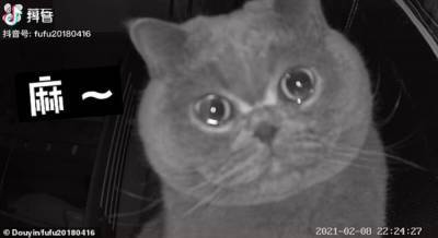 Один дома: кот, который плачет на камеру, стал звездой интернета – трогательное видео
