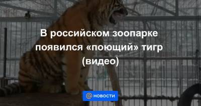 В российском зоопарке появился «поющий» тигр (видео)