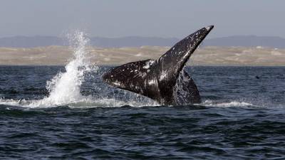 Около 2 тыс. серых китов погибли на планете в 2020 году