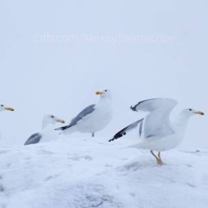 Запорожский фотограф запечатлел зимующих птиц на островах посреди Днепра. Фото