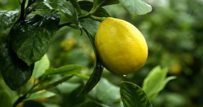 Россия оценила таджикские лимоны