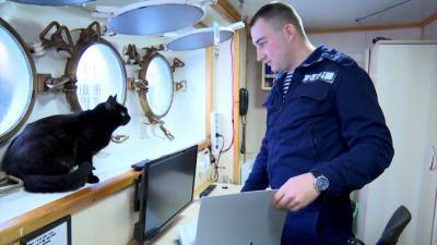 Кошка по имени Собака плавает с моряками на корабле «Перекоп».