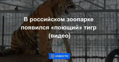 В российском зоопарке появился поющий тигр (видео)