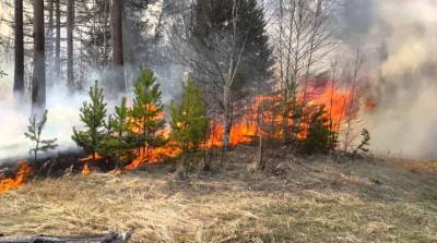 В Украине увеличили штрафы за выжигание леса