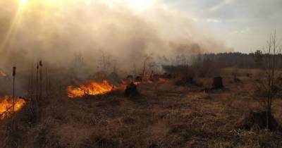 В Украине ввели запрет на выжигание сухой травы, торфяников и поджоги лесов