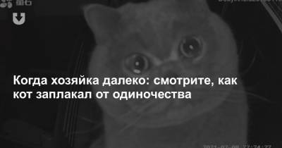 Когда хозяйка далеко: смотрите, как кот заплакал от одиночества - news.tut.by