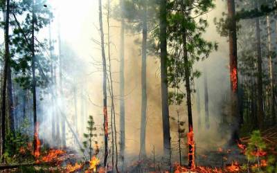 6 тысяч гривен за лесной пожар: Рада повысила штрафы за поджоги экосистем
