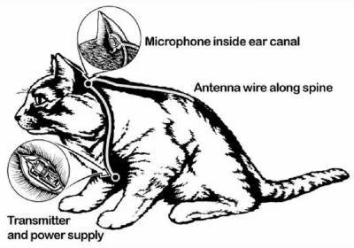 Проект «Acoustic Kitty»: кошки-киборги на службе ЦРУ против советских дипломатов