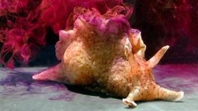 Биологи США обнаружили неизвестного моллюска в Мексиканском заливе